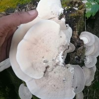 Trametes lactinea Berk. (1843)